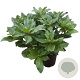 Rhododendron 'Lord Roberts' 30-40 cm 5,0L struik