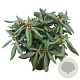Rhododendron (Y) 'Polaris' 25-30 cm 5,0L
