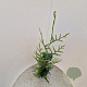 Thuja pl. 'Atrovirens' 100-125 cm 3,0L