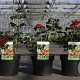 Viburnum opulus 'Compactum' 30-40 cm 3,0L