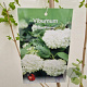 Viburnum opulus 'Roseum' 125-150 cm 10L