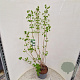 Viburnum opulus 'Roseum' 125-150 cm 10L