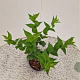 Abeliophyllum distichum 30-40 cm 2,5L