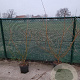 Acer campestre 125-150 cm 10L