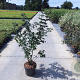 Acer campestre 125-150 cm 10L