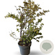 Acer palmatum 125-150 cm 12L