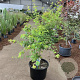 Acer pal. 'Bi-hoo' 150-160 cm 35L