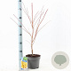 Acer pal. 'Sangokaku' 50-60 cm 3,0L