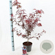 Acer pal. 'Shaina' 50-60 cm 3,0L