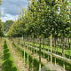 Acer campestre 'Elsrijk' 10-12 HO draadkluit