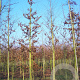 Carpinus betulus 12-14 HO draadkluit