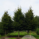Carpinus betulus 20-25 HO draadkluit