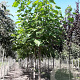 Catalpa bignonioides 14-16 HO draadkluit