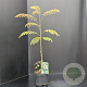 Albizia julibr. rosea 60-80 cm 3,0L