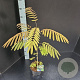 Albizia julibr. rosea 60-80 cm 3,0L