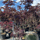 Albizia julibr. 'Summer Chocolate' 250-300 cm cont. 70L meerstammig