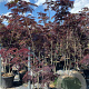 Albizia julibr. 'Summer Chocolate' 250-300 cm cont. 70L meerstammig