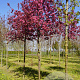 Malus 'Rudolph' 16-18 HO draadkluit