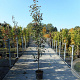 Amelanchier arborea 'Robin Hill' 250-300 cm 20L