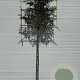 Prunus l. 'Angustifolia' 8-10 HO 15L LEIVORM 180 cm stam