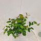 Amelanchier lamarckii 50-60 cm 4,5L
