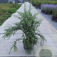 Spiraea cinerea 'Grefsheim' 80-100 cm 10L