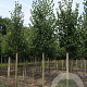 Tilia cordata 'Greenspire' 16-18 HO draadkluit