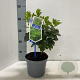 Arbutus unedo Peace & Love 20-25 cm 2,0L