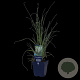 Cortaderia s. 'Pumila' GM  P11