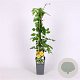 Campsis rad. 'Flava' 70 cm 2,0L