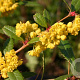Berberis julianae 150-175 cm draadkluit struik