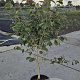 Hamamelis int. 'Westerstede' 125-150 cm 15L