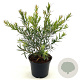 Callistemon Mini Red 30-40 cm 2,0L