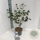 Camellia j. 'Alba Plena' 30-40 cm 3,0L