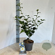 Camellia j. 'Alba Simplex' 30-40 cm 3,0L