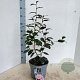 Camellia j. 'Nuccio's Pearl' 60-70 cm 5,0L