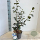Camellia j. 'Powder Puff' 30-40 cm 3,0L