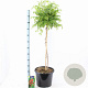 Campsis t. Fire Trumpet 80 cm stam 15L