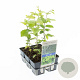 Carpinus betulus 30-40 cm sixpack