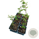 Carpinus betulus 30-40 cm P9