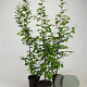 Carpinus betulus 80-100 cm 2,5L