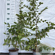 Carpinus betulus 80-100 cm 2,5L