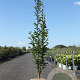 Carpinus bet. 'Fastigiata' 150-175 cm 7,5L Gestokt