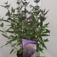 Caryopteris cland. 'Thetis' 30-40 cm 2,0L