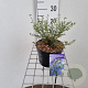 Ceanothus 'Concha' 30-35 cm 2,0L