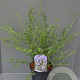Ceanothus 'Concha' 30-40 cm 5,0L