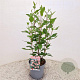 Ceanothus pallidus 'Marie Simon' 40-45 cm 2,5L