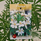 Choisya 'Aztec Pearl' 25-30 cm 2,5L