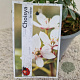 Choisya ternata 20-25 cm 2,5L