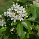 Choisya ternata 20-25 cm 2,5L